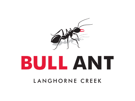 Bull Ant
